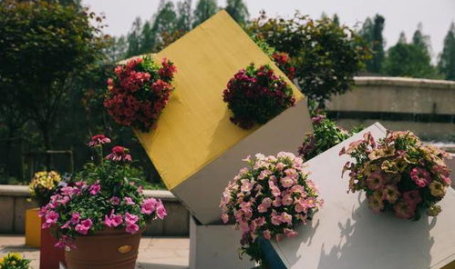 杭州花私密,探寻城市的浪漫绿洲