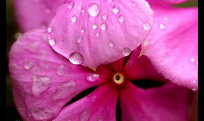 花花写真照,捕捉光影中的灵动魅力